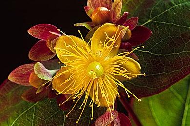 再见彼得！《漫威蜘蛛侠3》小黑蛛将是唯一主角